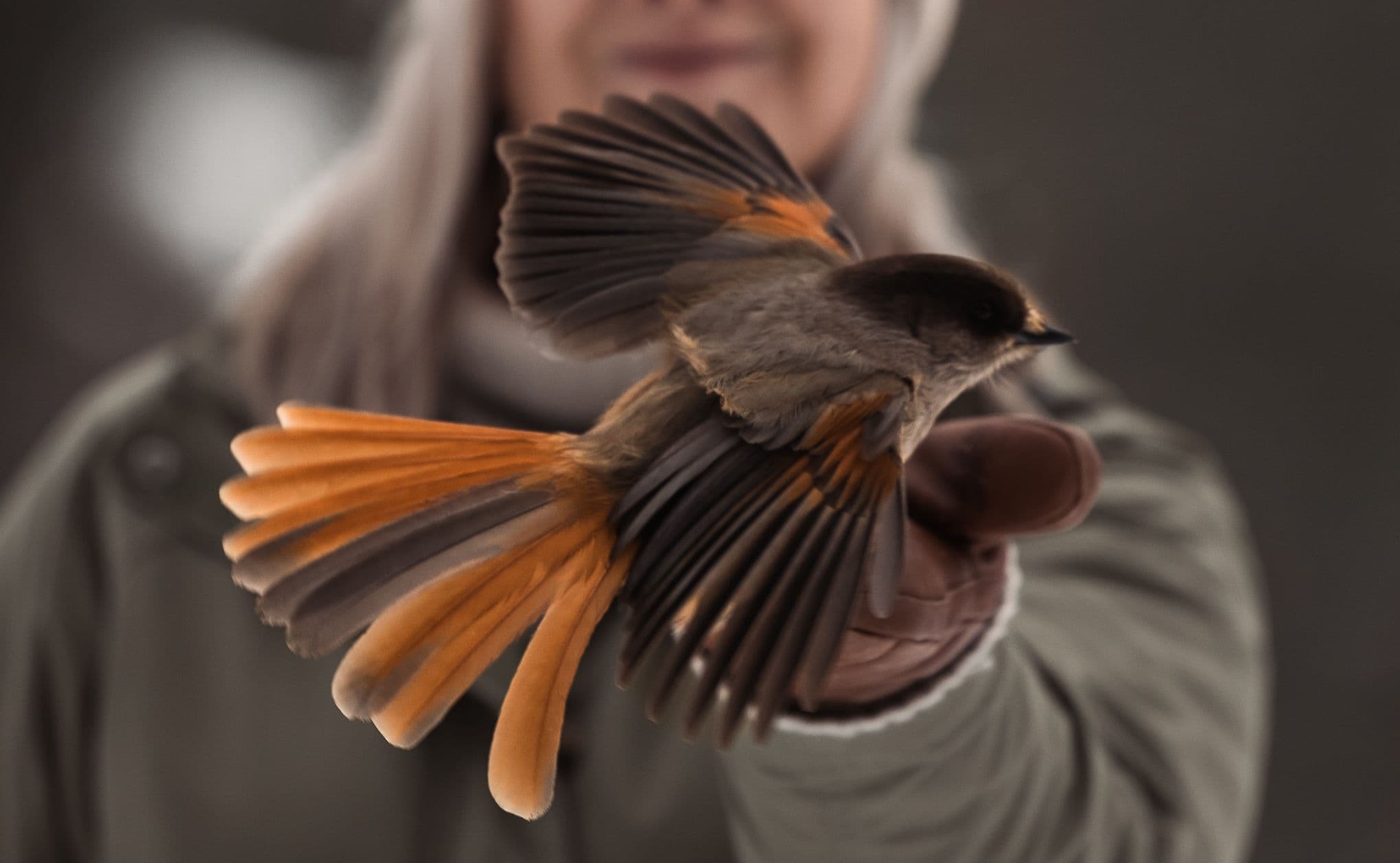 Lapland Hotels Ylläskaltio outdoors siberian jay